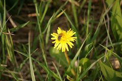 Bienchen und Blümchen