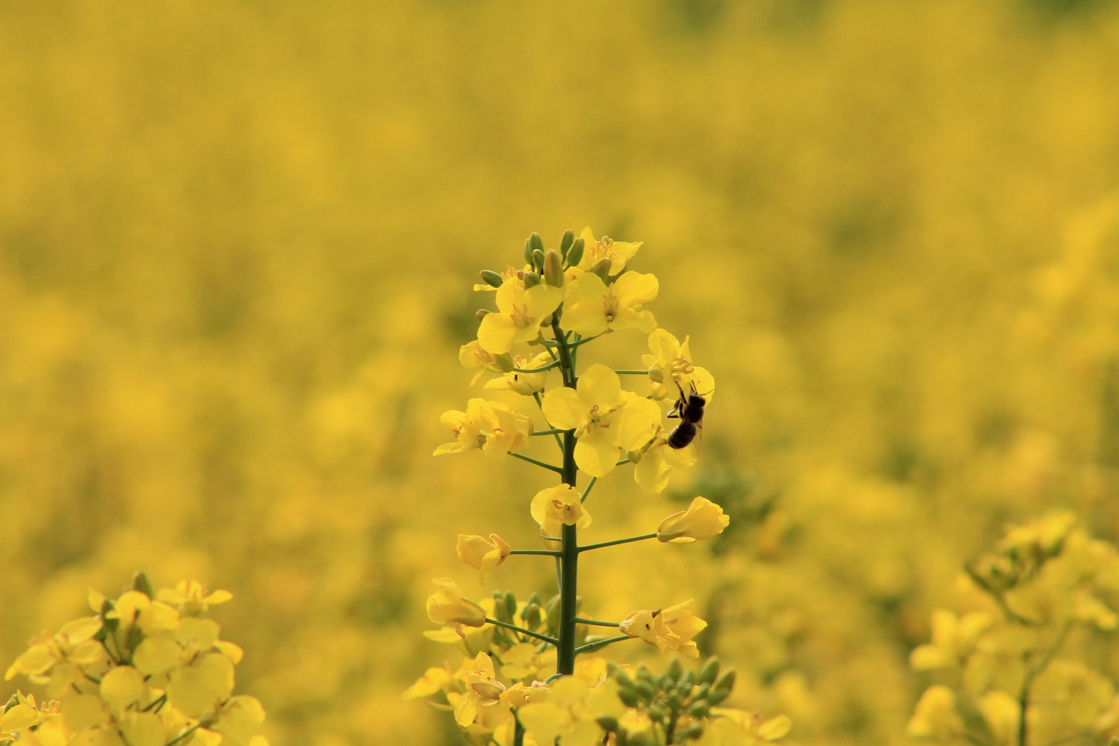 Bienchen und Blümchen..