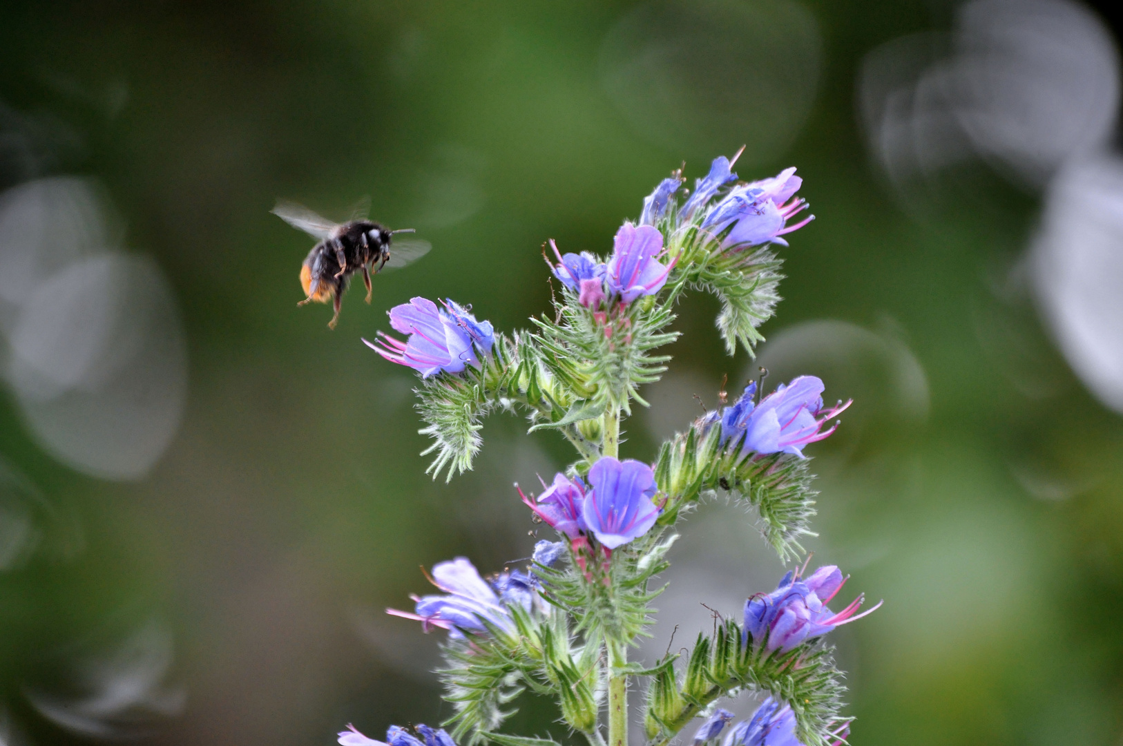 Bienchen und Blümchen