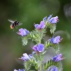 Bienchen und Blümchen