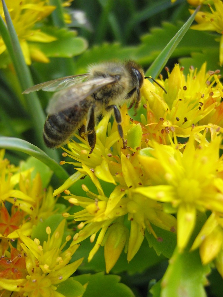 Bienchen und Blümchen