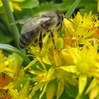 Bienchen und Blümchen