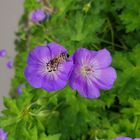 Bienchen und Blümchen