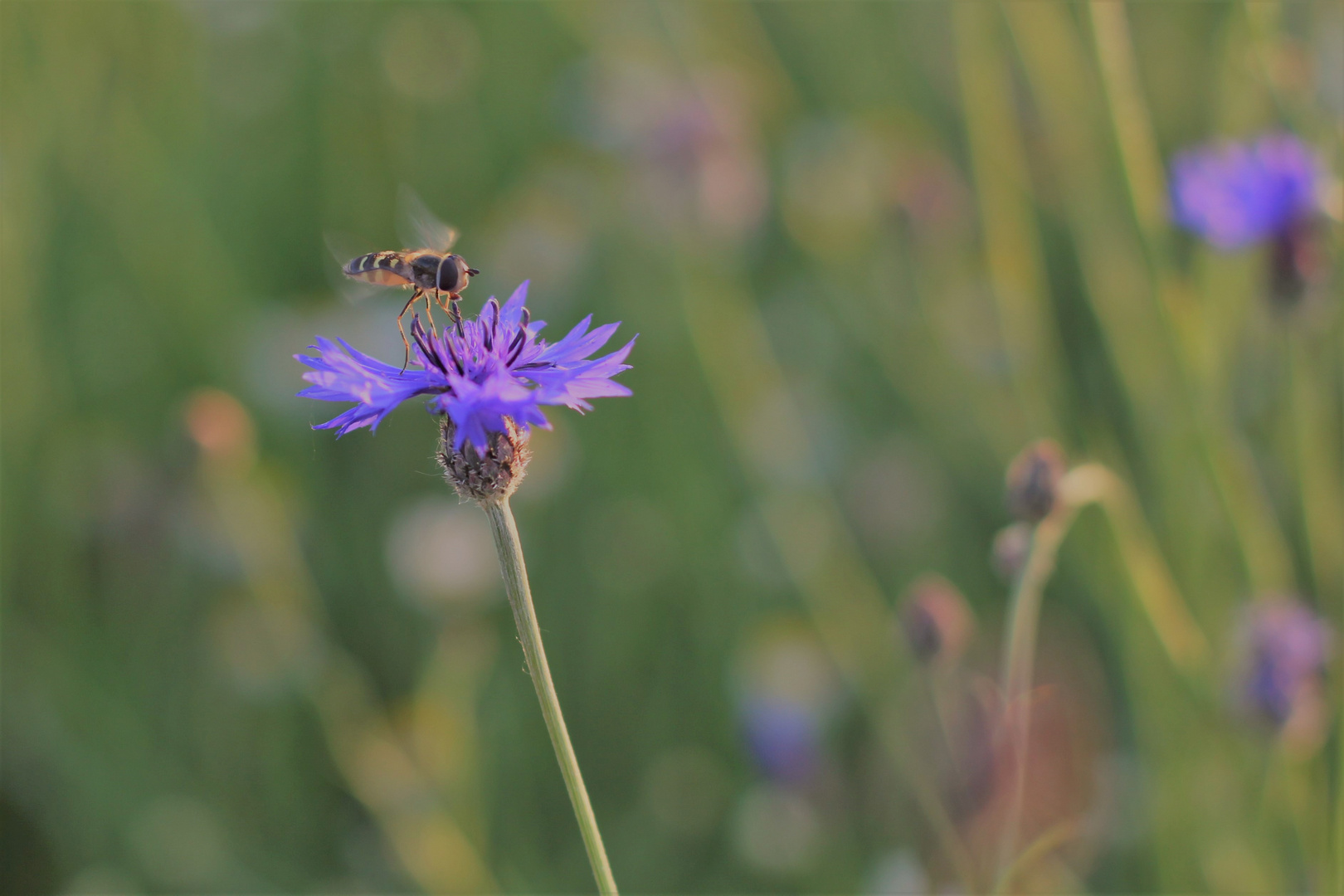 Bienchen und Blümchen