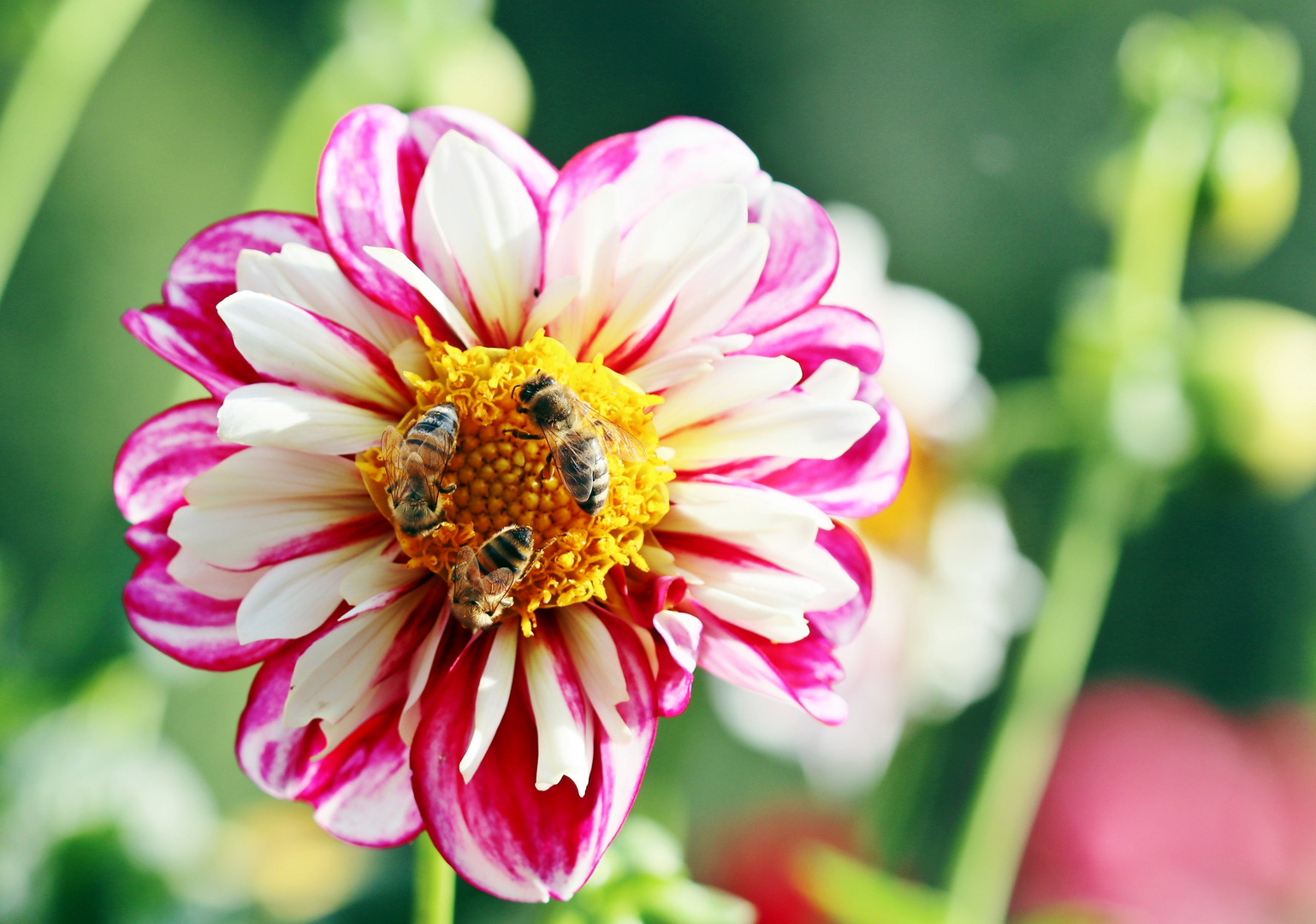 Bienchen und Blümchen