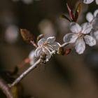 Bienchen und Blümchen