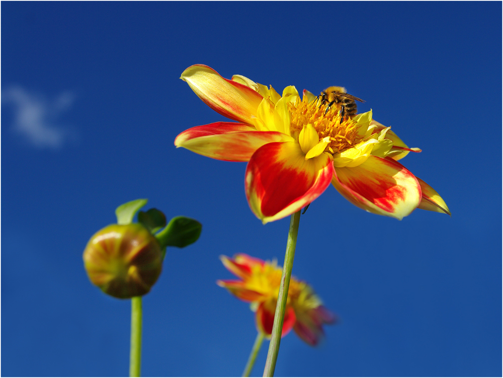 " Bienchen und Blümchen "