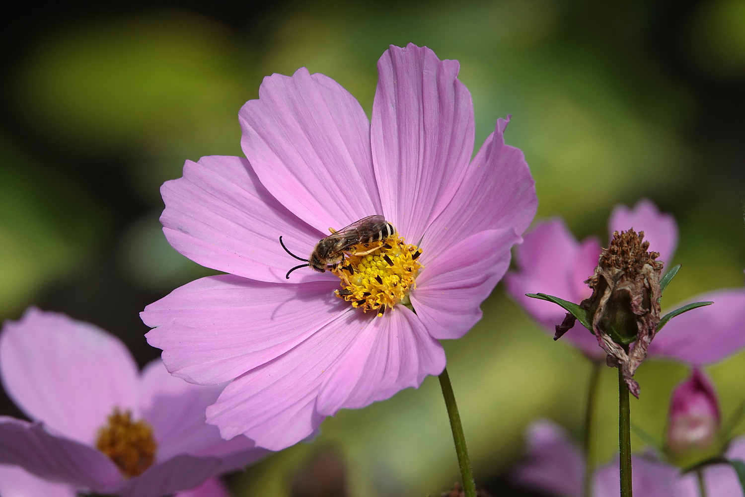 Bienchen und Blümchen