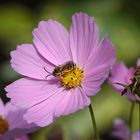 Bienchen und Blümchen