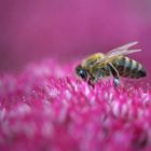 Bienchen und Blümchen