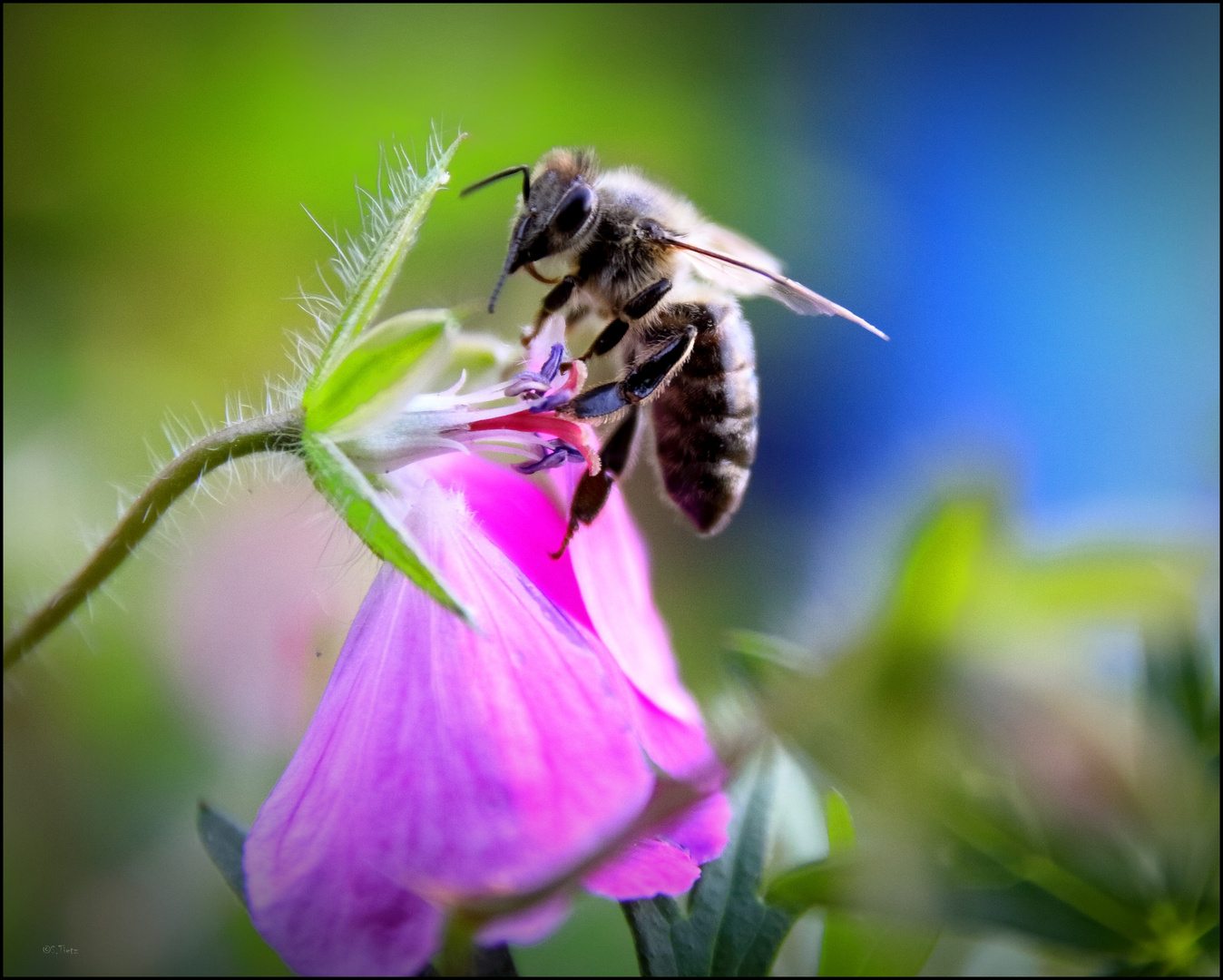 Bienchen und Blümchen