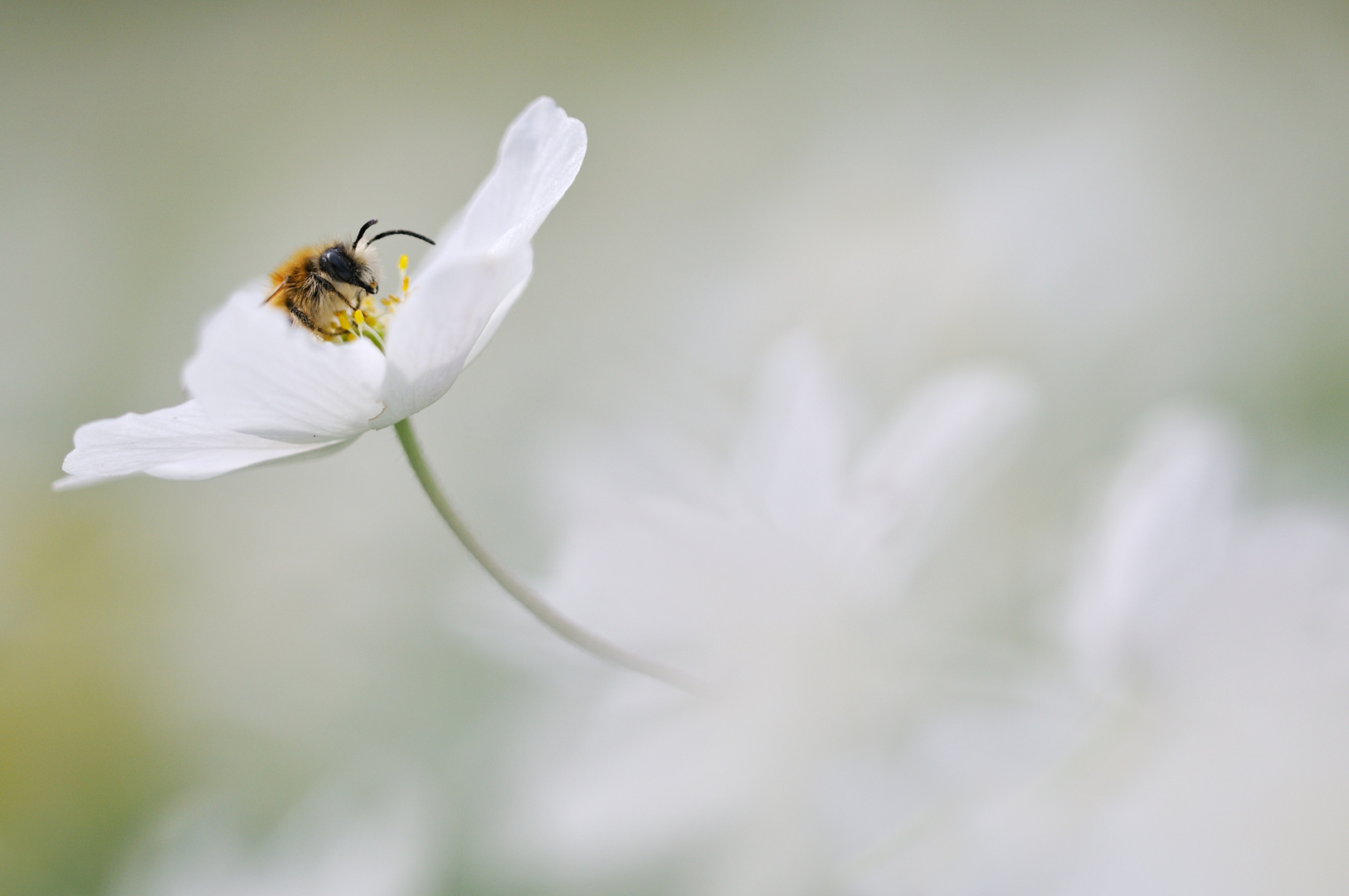 Bienchen und Blümchen