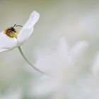 Bienchen und Blümchen