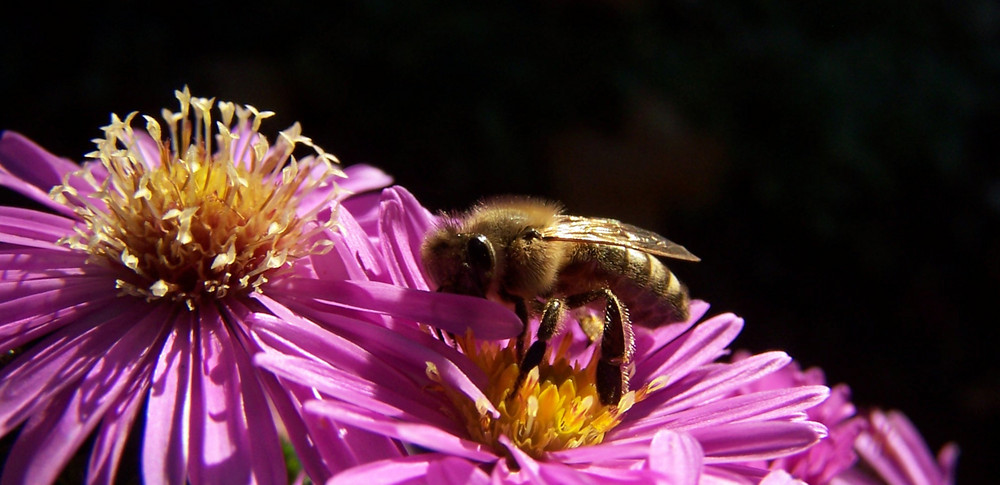 Bienchen und Blümchen