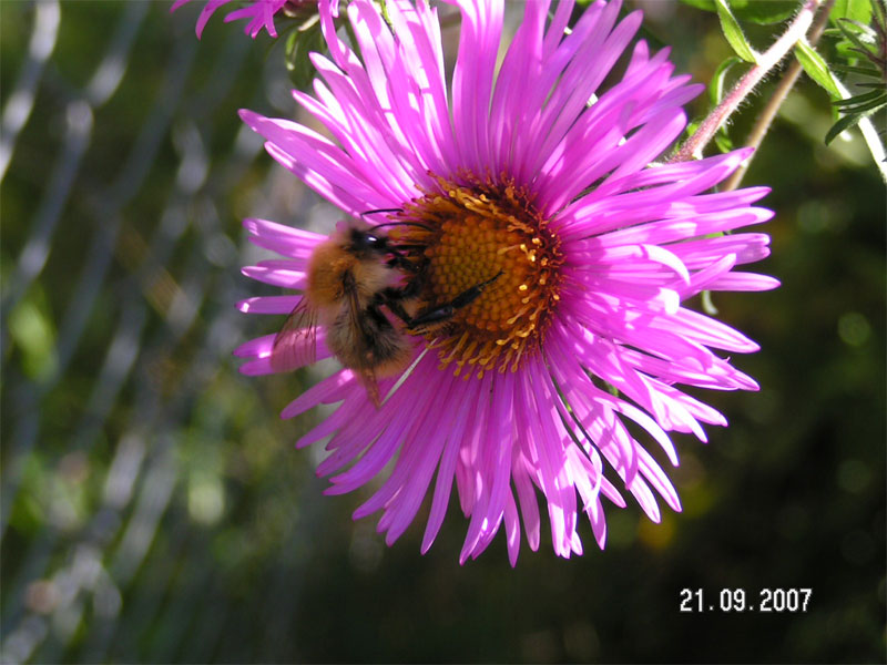 Bienchen und Blümchen...