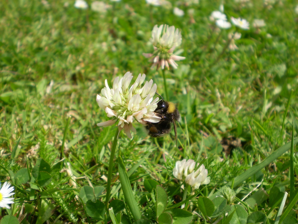 bienchen und blümchen :-D