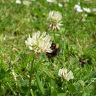 bienchen und blümchen :-D