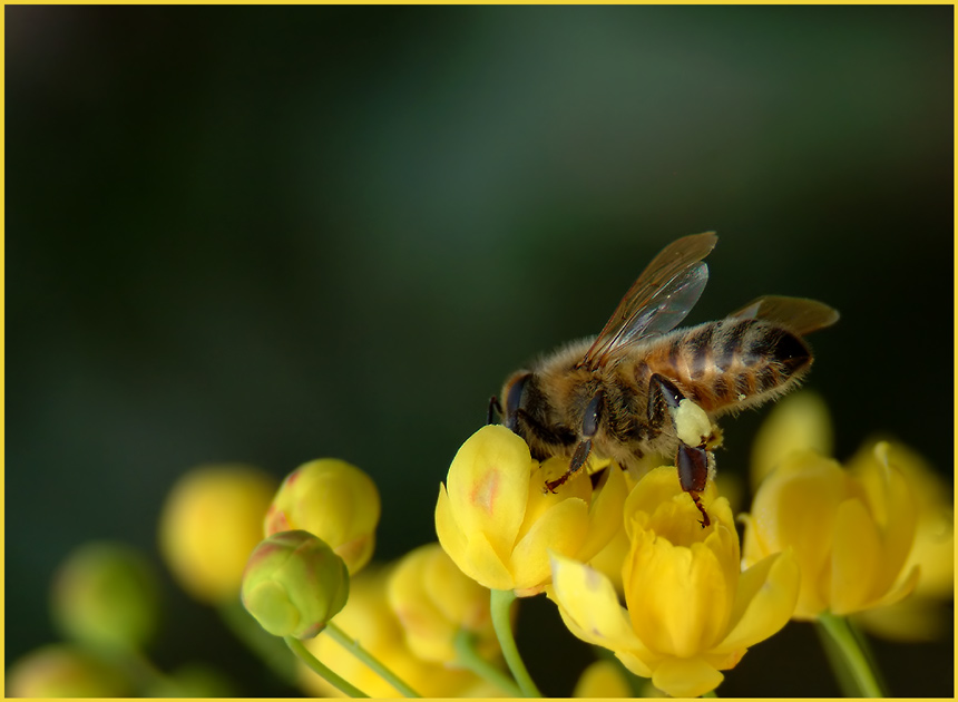 Bienchen und Blümchen