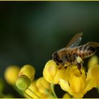 Bienchen und Blümchen