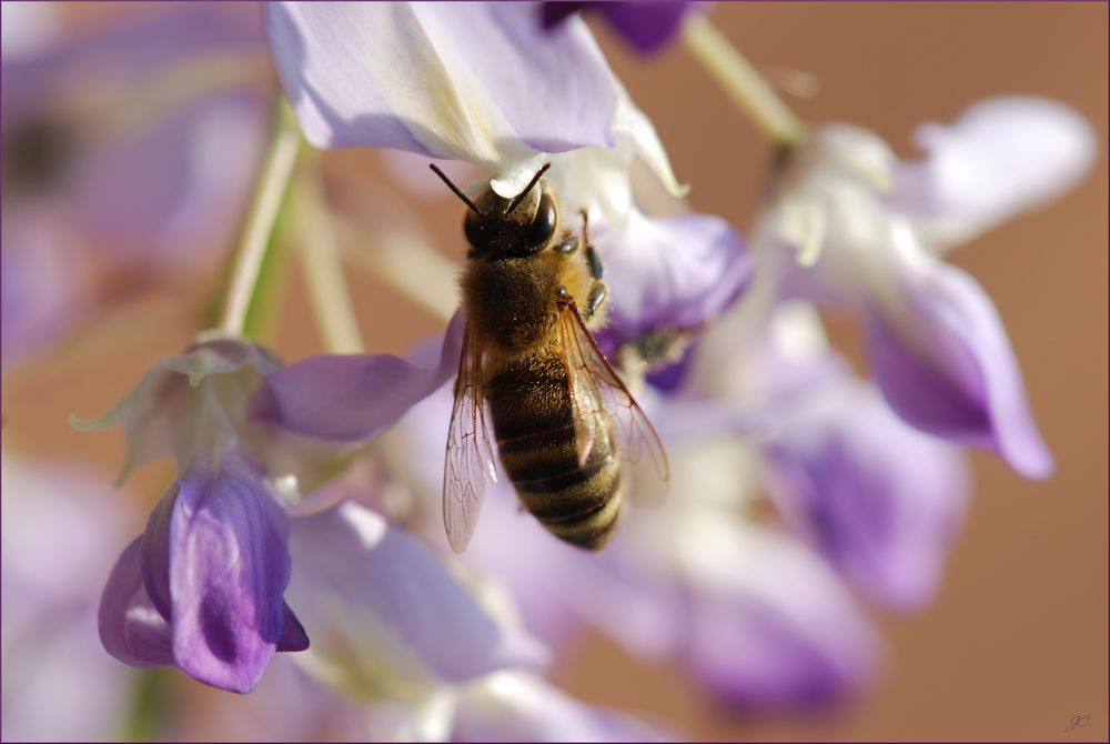 Bienchen und Blümchen