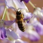 Bienchen und Blümchen