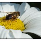 Bienchen und Blümchen... da war doch was ?