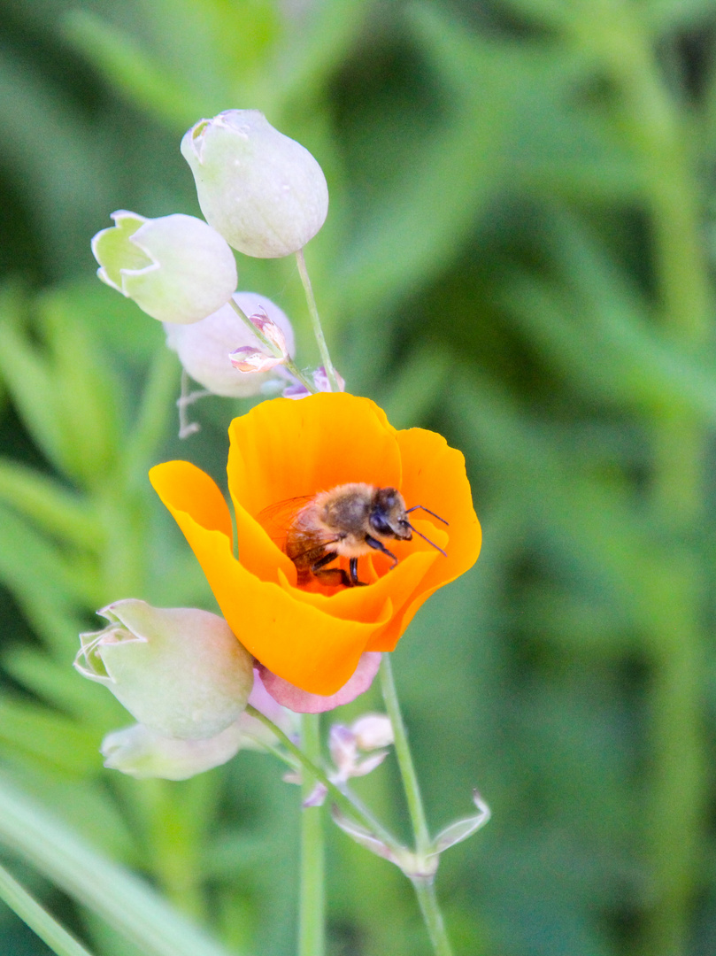 Bienchen und Blümchen 