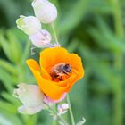 Bienchen und Blümchen 