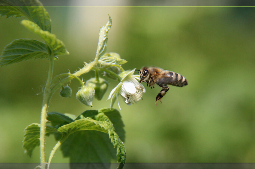 Bienchen und Blümchen...