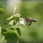 Bienchen und Blümchen...