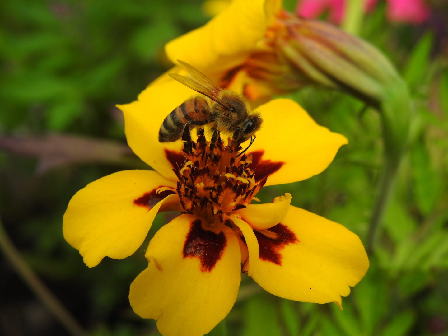 Bienchen und Blümchen