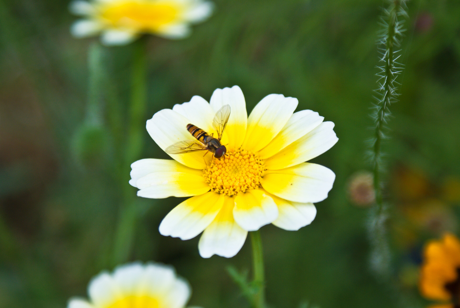 Bienchen und Blümchen....