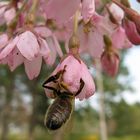 Bienchen und Blümchen die x-te...