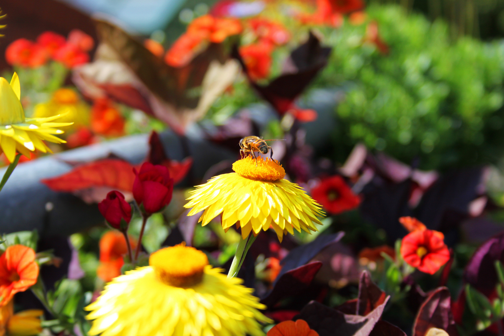 Bienchen und Blümchen