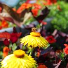 Bienchen und Blümchen