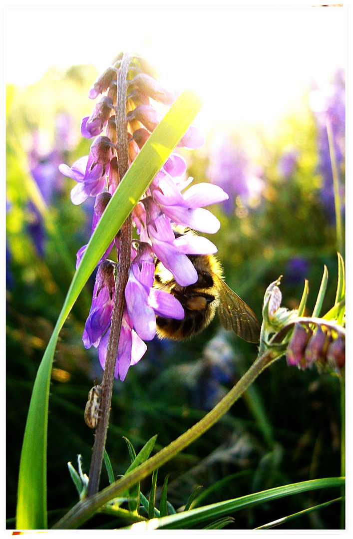 Bienchen und Blümchen