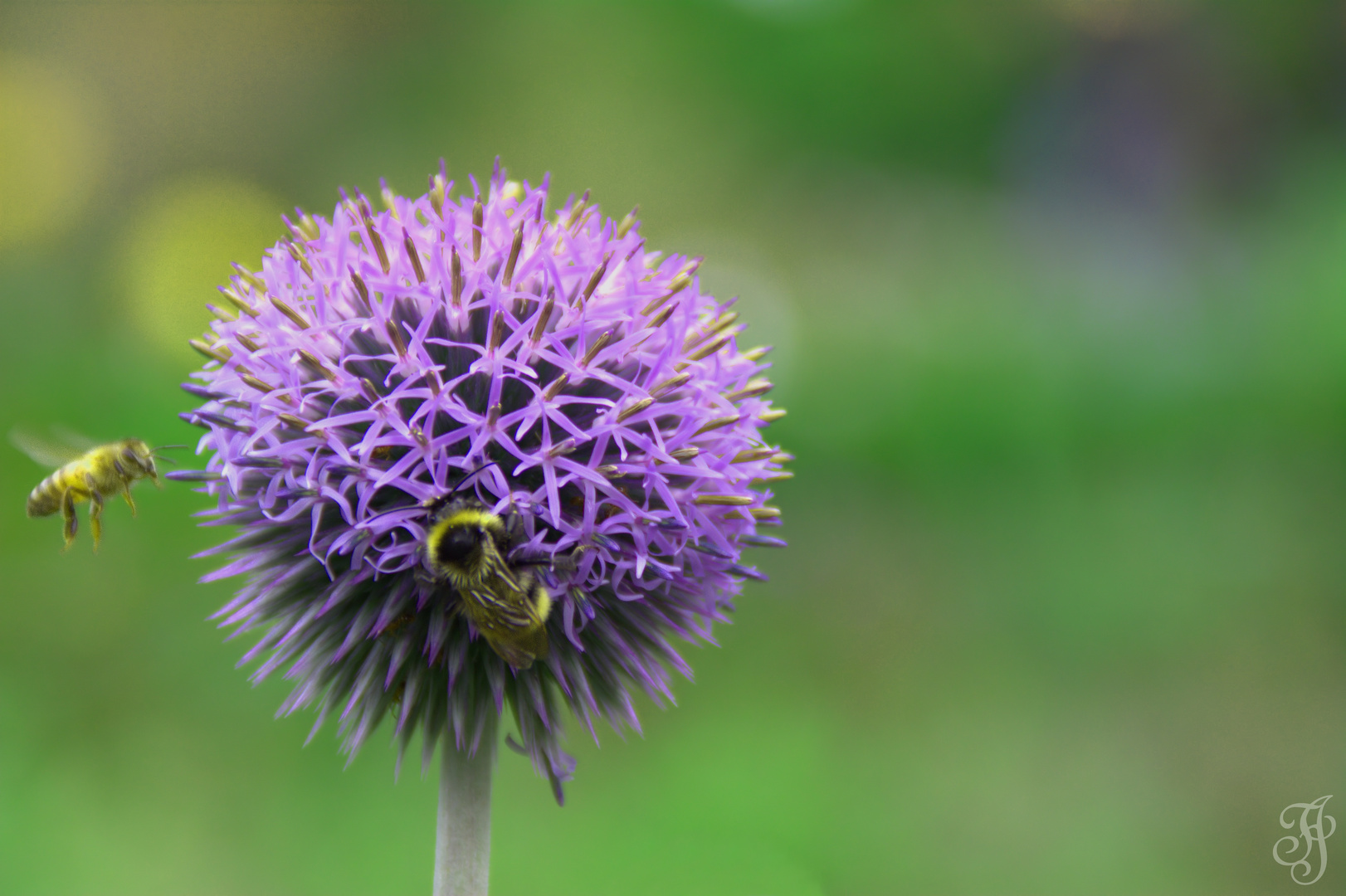 Bienchen und Blümchen