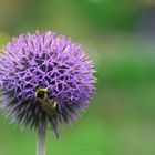 Bienchen und Blümchen