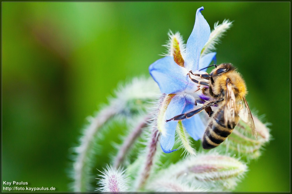 Bienchen und Blümchen