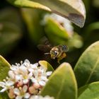 Bienchen und Blümchen