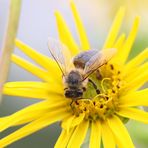 Bienchen und Blümchen eben... 