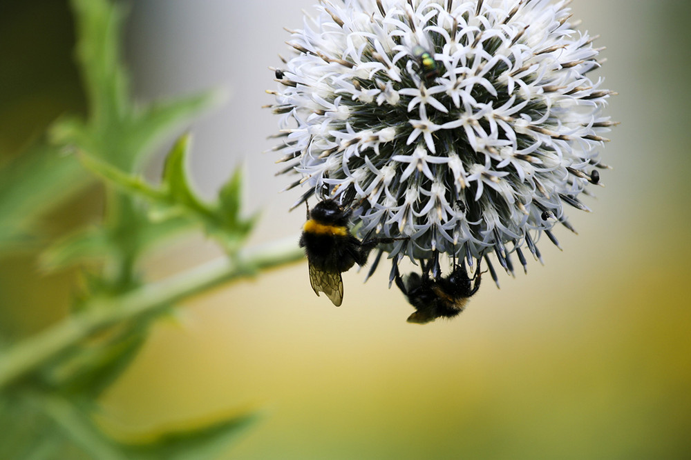 Bienchen und Blümchen