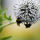 Bienchen und Blümchen