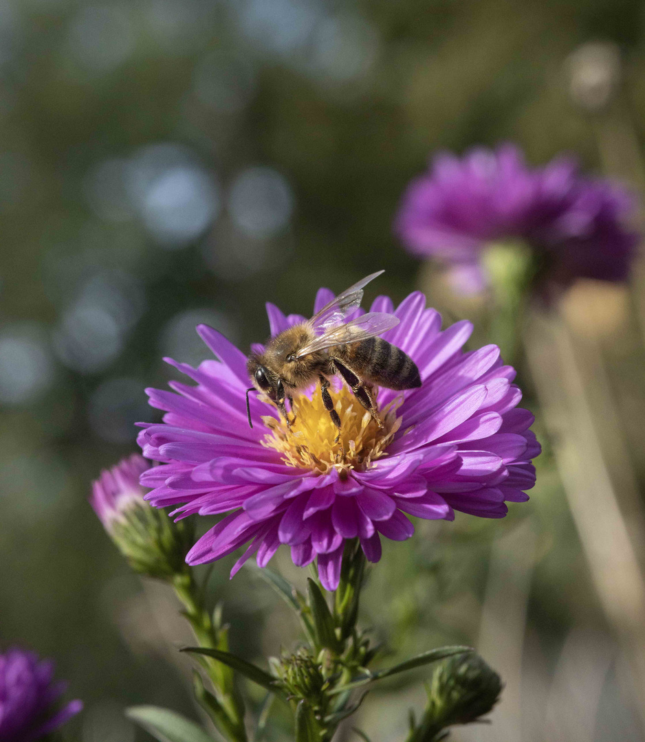 Bienchen und Blümchen (f/11)