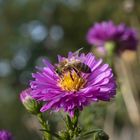 Bienchen und Blümchen (f/11)