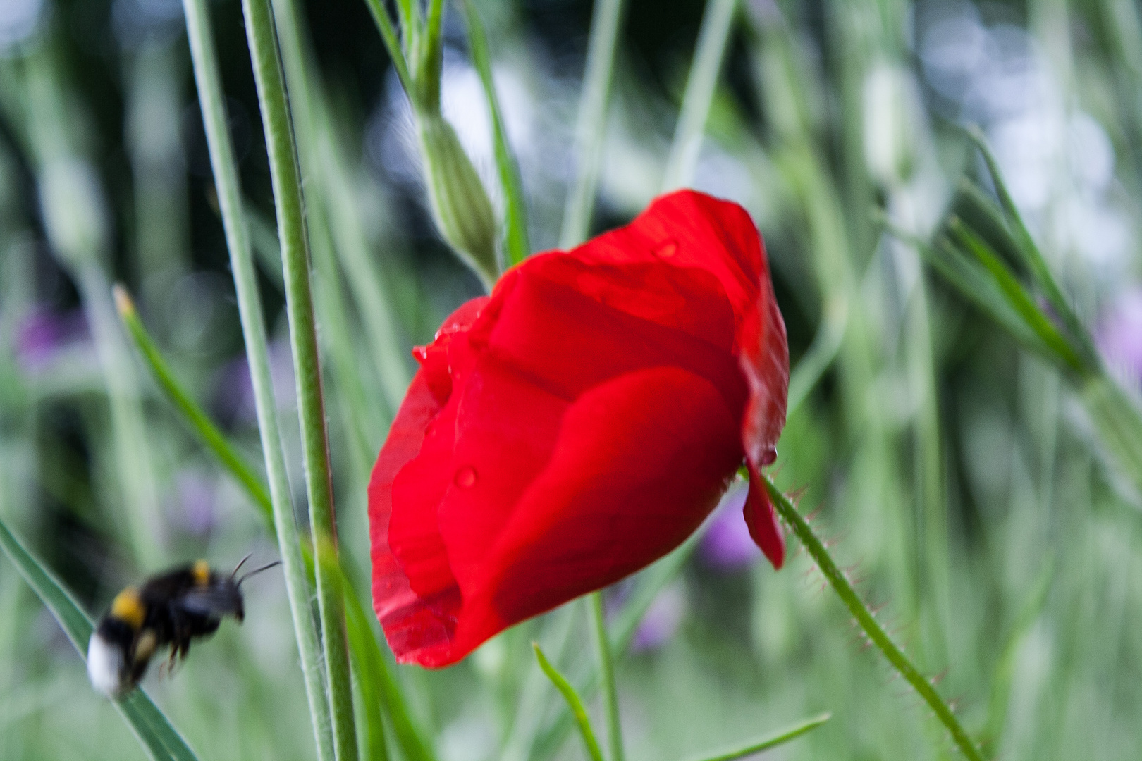 Bienchen und Blümchen