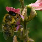 Bienchen und Blümchen;-)