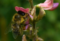 Bienchen und Blümchen;-)