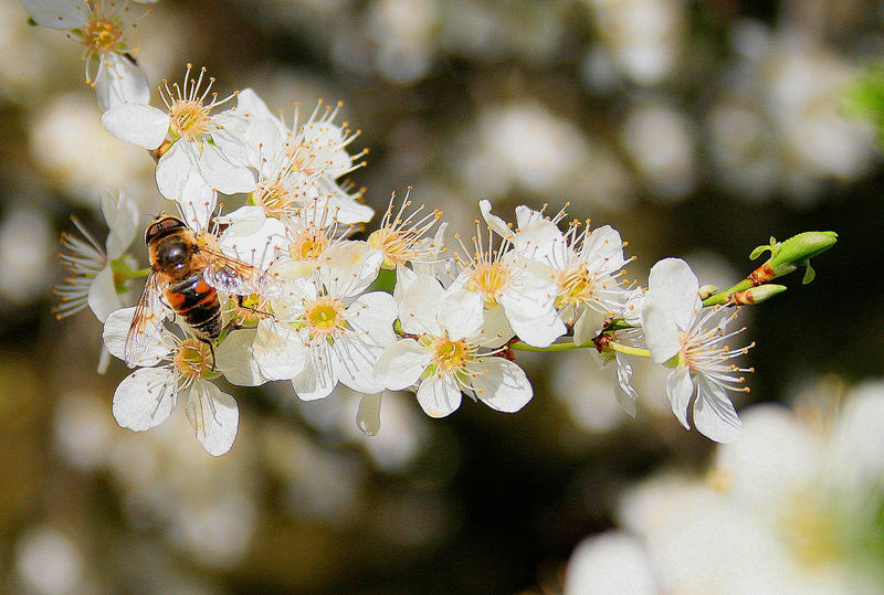 Bienchen und Blümchen