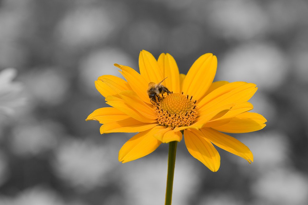 Bienchen und Blümchen...